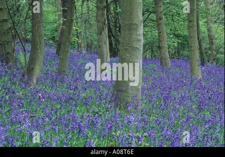 Les troncs des arbres en surround jacinthes des bois près de Finchale dans le comté de Durham UK Banque D'Images