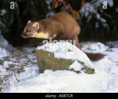 La martre européenne dans la neige / Martes martes Banque D'Images