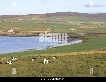 dh Loch de Stenness STENNESS ORKNEY Herd de vaches laitières élevage de bétail dans le champ et pont de Waithe agriculture de vache paysage du royaume-uni Banque D'Images