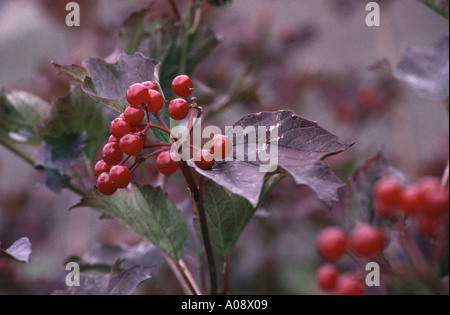 Guelder Rose baies (Viburnum opulus) Banque D'Images