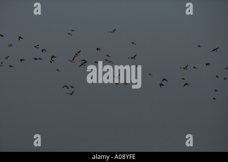 Carduelis cannabina LINNET Banque D'Images