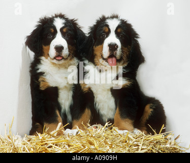 2 chiots Bouvier Bernois - dans la paille Banque D'Images