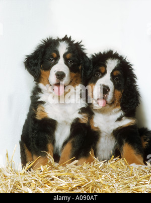 2 chiots Bouvier Bernois - dans la paille Banque D'Images