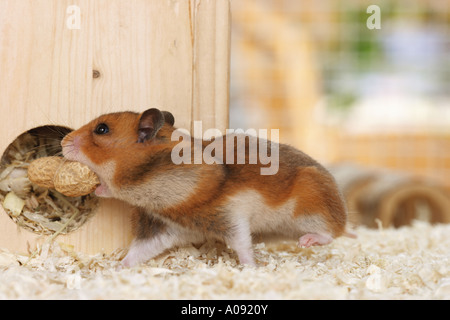 Hamster doré avec des arachides / Mesocricetus auratus Banque D'Images