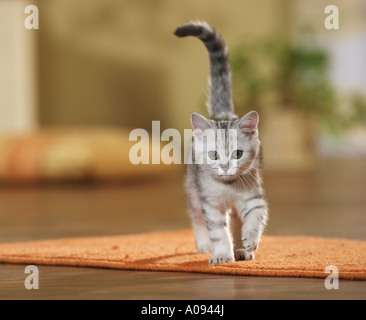 British Shorthair. Tabby kitten walking in a room Banque D'Images