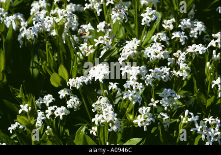 Le Galium odoratum woodplant Sweet woodruff épices plantes médicinales fleurs blanches Banque D'Images