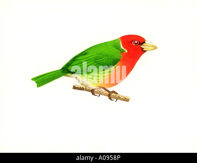 Red Headed Barbet Banque D'Images