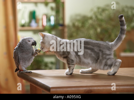 Amitié animale : chat pylashir britannique et perroquet gris africain du Congo sur une table.Le perroquet tient un tidbit dans lequel le chat est intéressé Banque D'Images