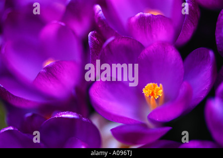 Close-up de Crocus Banque D'Images