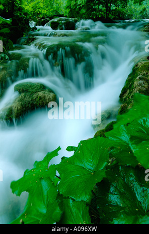 Le feuillage et la Cascade, le parc national des Lacs de Plitvice, Croatie Banque D'Images