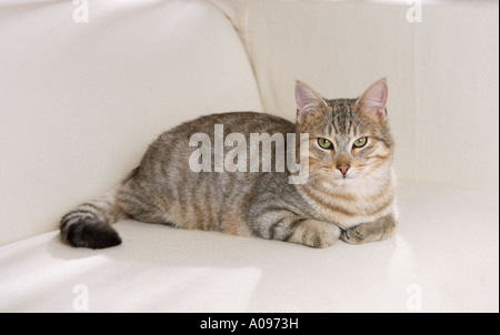 Chat domestique - lying on couch Banque D'Images