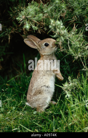 Bébé lapin Banque D'Images