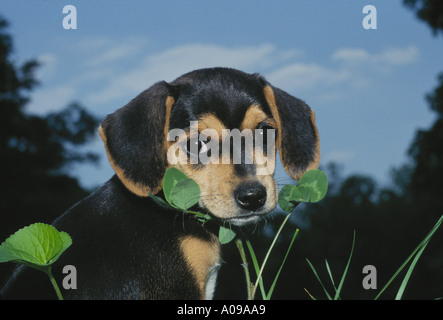 Mignon chiot beagle donne un regard en coin dans une soirée d'été Banque D'Images