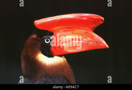 Un Hornbill de Rufous du Nord, Buceros hydrocorax, une espèce unique ou endémique dans les régions septentrionales des Philippines, dans un zoo. Banque D'Images