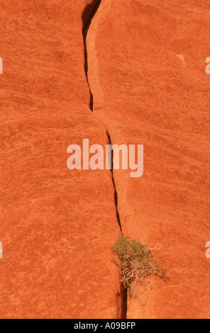 Uluru, Ayers Rock, Australie, Roch détail Territoire du Nord Banque D'Images