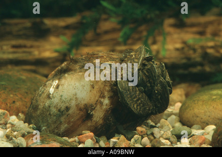 La moule zébrée, Dreissena en forme de nombreux (Dreissena polymorpha), setteling sur la coquille d'une moule d'eau douce Banque D'Images