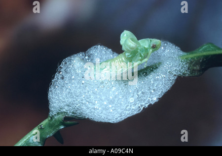 Philaenus spumarius (froghopper commun), la larve en figure de mousse Banque D'Images