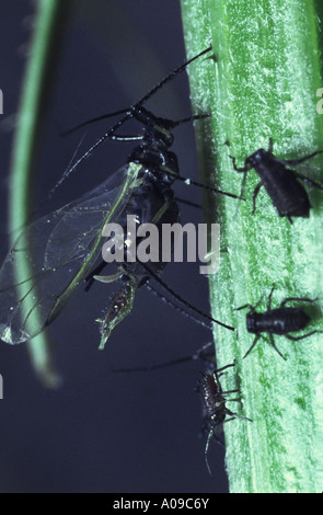 Mourning forest, A (Macrosiphum rosae) Banque D'Images