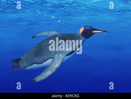 Manchot royal (Aptenodytes patagonicus), plongée sous-marine, la composition Banque D'Images