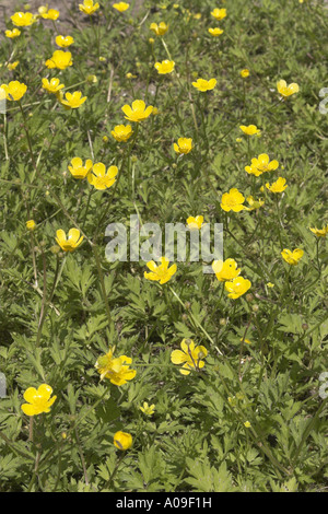 La renoncule rampante (Ranunculus repens), blooming Banque D'Images