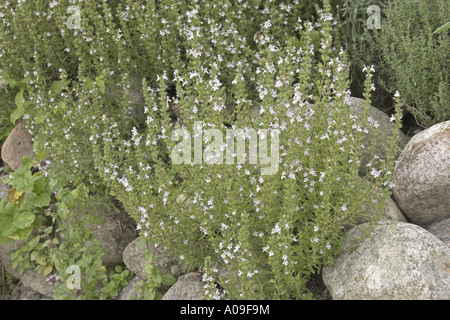 Hiver savoureux (Satureja montana), plante en fleurs Banque D'Images