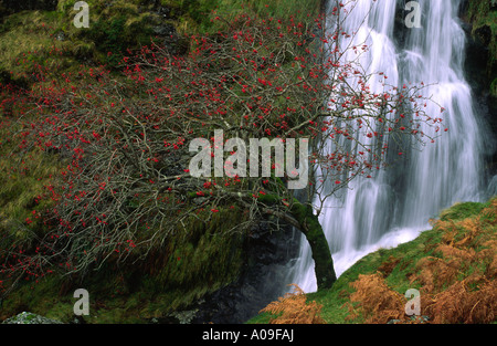 Rowan Tree avec cascade derrière Banque D'Images