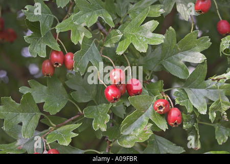 L'aubépine commune, singleseed l'aubépine, l'anglais l'aubépine (Crataegus monogyna), fruits Banque D'Images