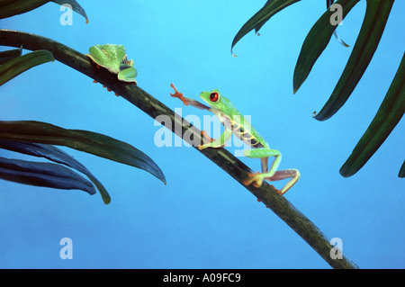 Red eyed tree frog agalychnis callidryas en mouvement les grenouilles grenouille rainette versicolore rainette amphibien escalade Banque D'Images