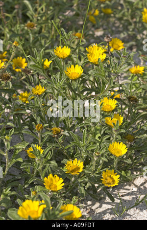 Pièce d'or, plage Méditerranée Daisy (Asteriscus maritimus, Bubonium maritimum), blooming Banque D'Images