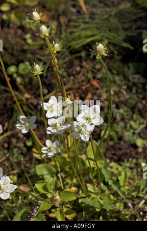 Marsh grass-de-parnassus (Parnassia palustris), plante en fleurs Banque D'Images