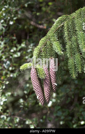 L'épinette de Norvège (Picea abies), cônes Banque D'Images