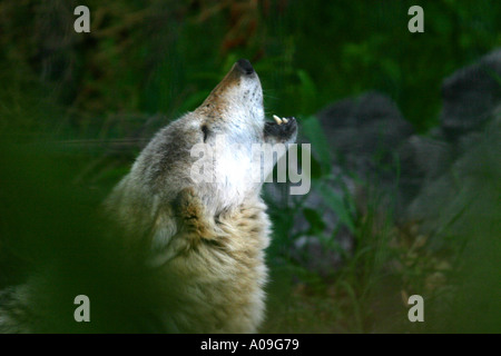 Loup gris Canis lupus Canada Alberta Banque D'Images