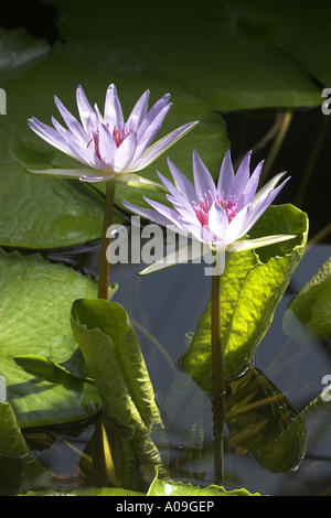 Water Lily, nénuphar bleu, bleu égyptien lily (Nymphaea caerulea, Nymphaea nouchali var. caerulea), plantes fleuries Banque D'Images