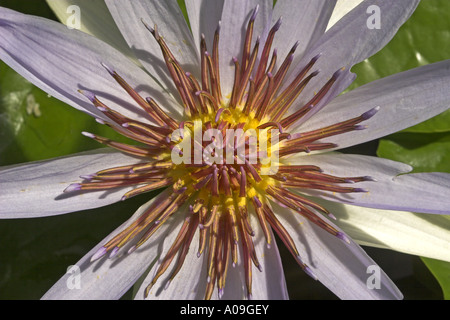 Water Lily, nénuphar bleu, bleu égyptien lily (Nymphaea caerulea, Nymphaea nouchali var. caerulea), détail de l'oranger Banque D'Images