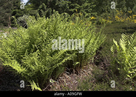 (Lady fern Athyrium filix-femina), frondes Banque D'Images