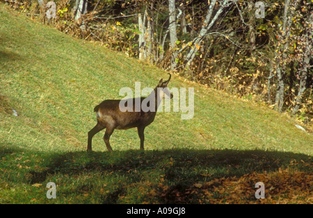 Portrait classique des mâles adultes de chamois Banque D'Images