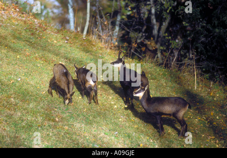 Groupe familial de chamois Banque D'Images