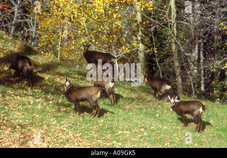 Groupe familial de chamois Banque D'Images