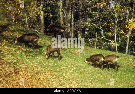 Groupe familial de chamois Banque D'Images