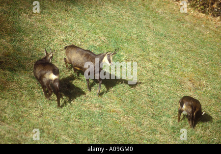 Groupe familial de chamois Banque D'Images