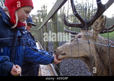 Red Deer (Cervus elaphus), l'alimentation de l'enfant un seul animal en hiver Banque D'Images