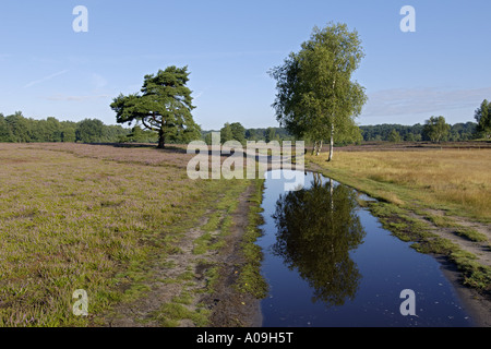 Bouleau commun, le bouleau verruqueux, bouleau blanc européen, le bouleau blanc (Betula pendula, Betula alba), de bouleaux dans la lande avec refectio Banque D'Images