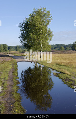 Bouleau commun, le bouleau verruqueux, bouleau blanc européen, le bouleau blanc (Betula pendula, Betula alba), de bouleaux dans la lande avec refectio Banque D'Images