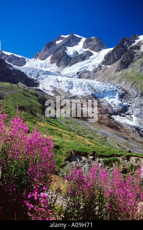 Widlflowers sous Glacier de la Lee Blanche et l'Aiguille de tre la Tete Val Veni Alpes italiennes Italie Banque D'Images