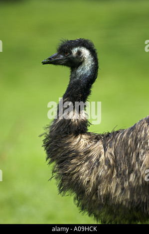 L'UEM (Dromaius novaehollandiae), portrait sur lateral Banque D'Images