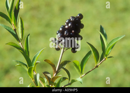 Bouquet de petits fruits noirs sauvages de Privet in close up Banque D'Images