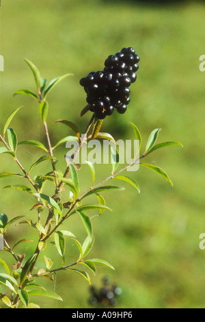 Bouquet de petits fruits noirs sauvages de Privet in close up Banque D'Images