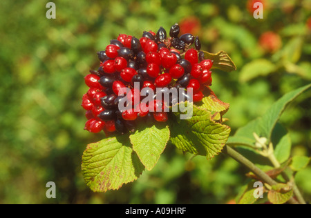 Wayfaring Tree Berries in close up Banque D'Images