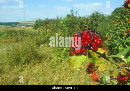 Wayfaring Tree Berries aussi forte avant-plan pour bien frotter Banque D'Images