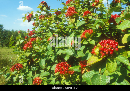 Wayfaring Tree Berries dans une masse sur un buisson Banque D'Images